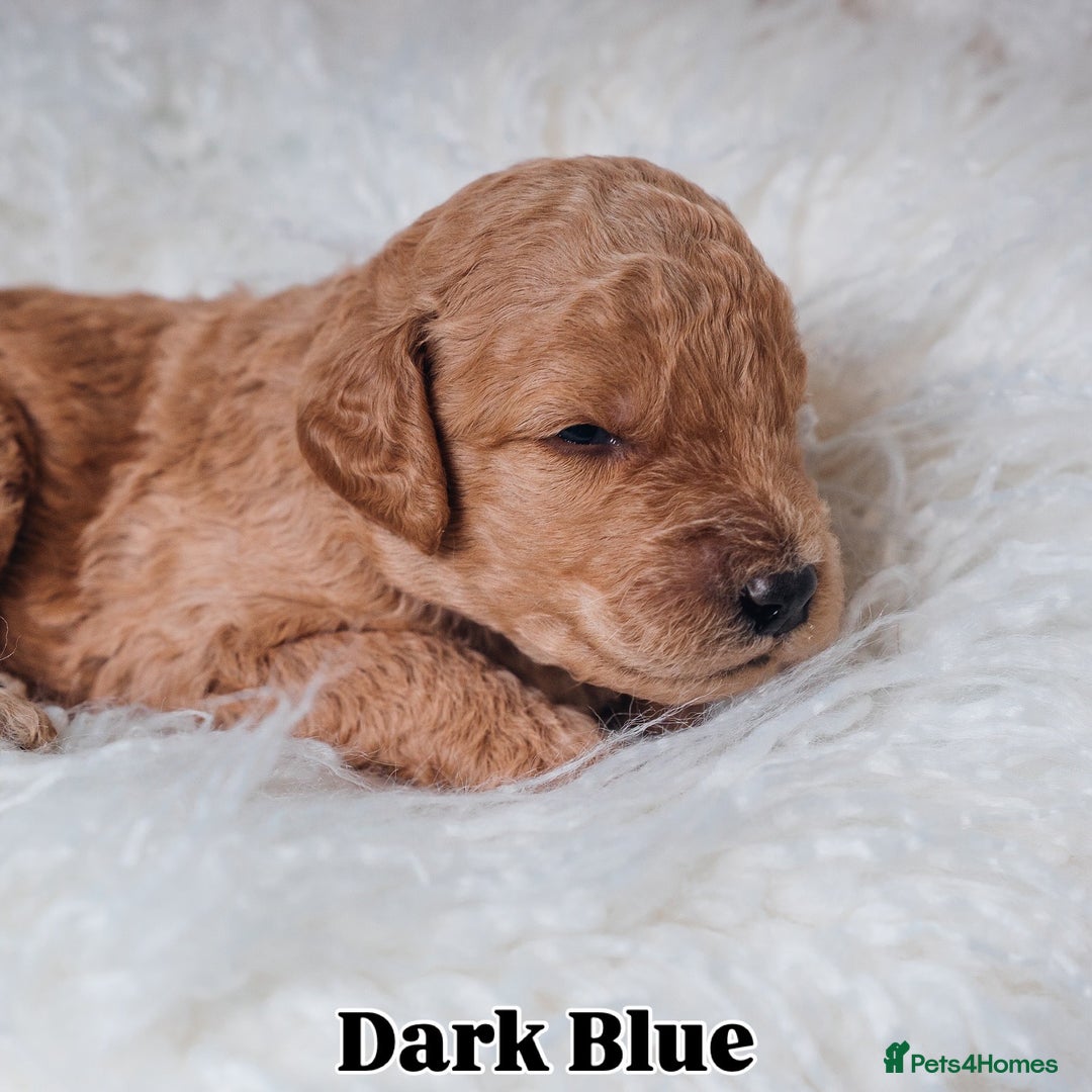 Labradoodle dogs for sale: F2B Labradoodle Puppies – Red & Apricot - Advert 15