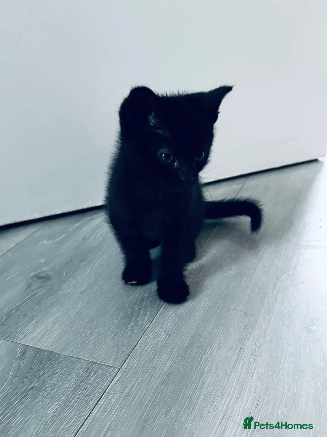 Mixed Breed cats for sale: Beautiful Male Sphynx X Tabby Mackrell Kittens  - Advert 12