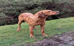 Labrador Retriever dogs for sale: KC Working Labrador Puppies - Image 13