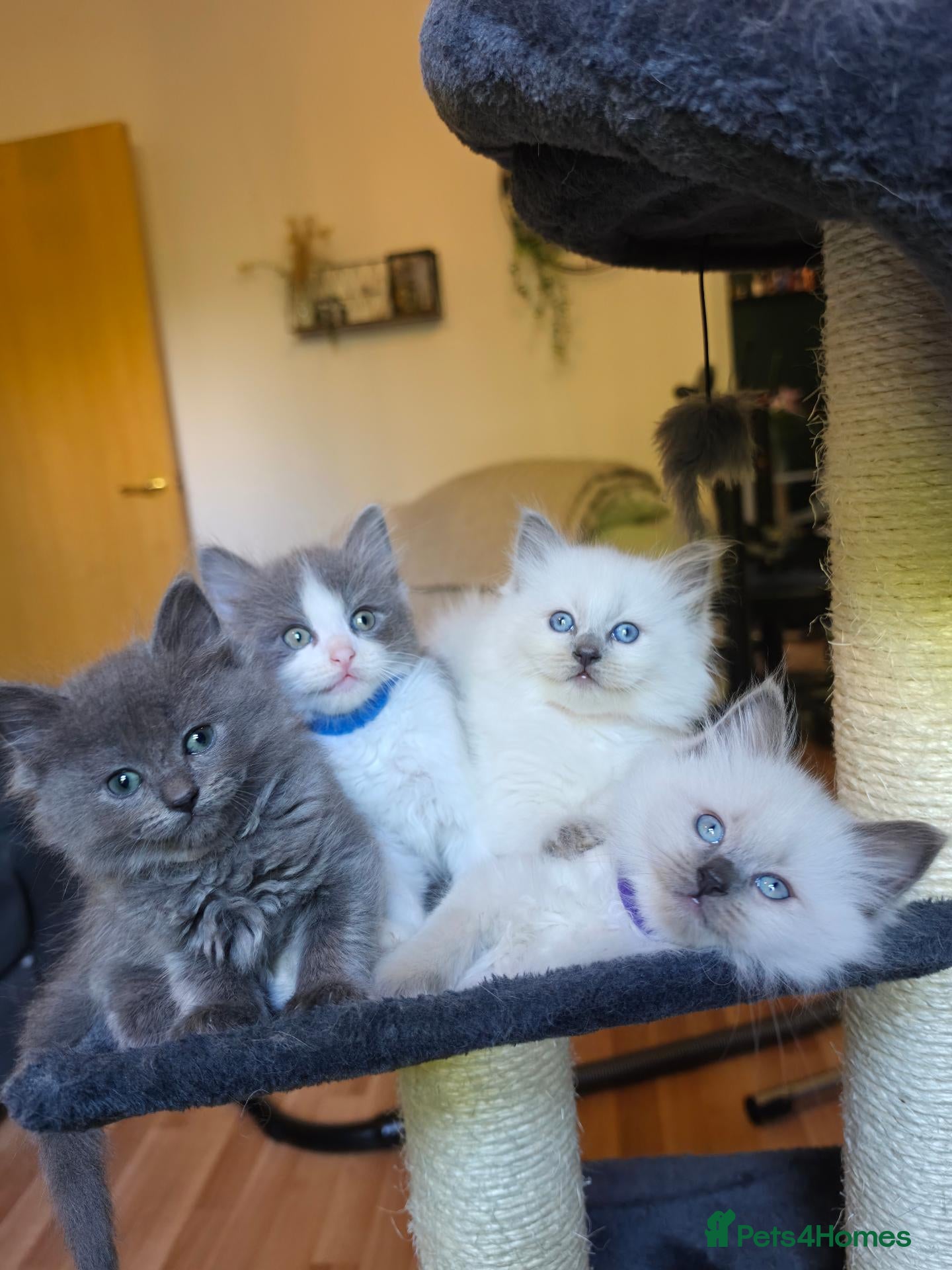 Mixed Breed cats Ragdoll x - Advert 17