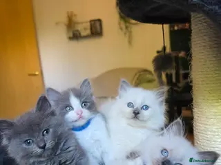 Mixed Breed cats Ragdoll x - Advert 17