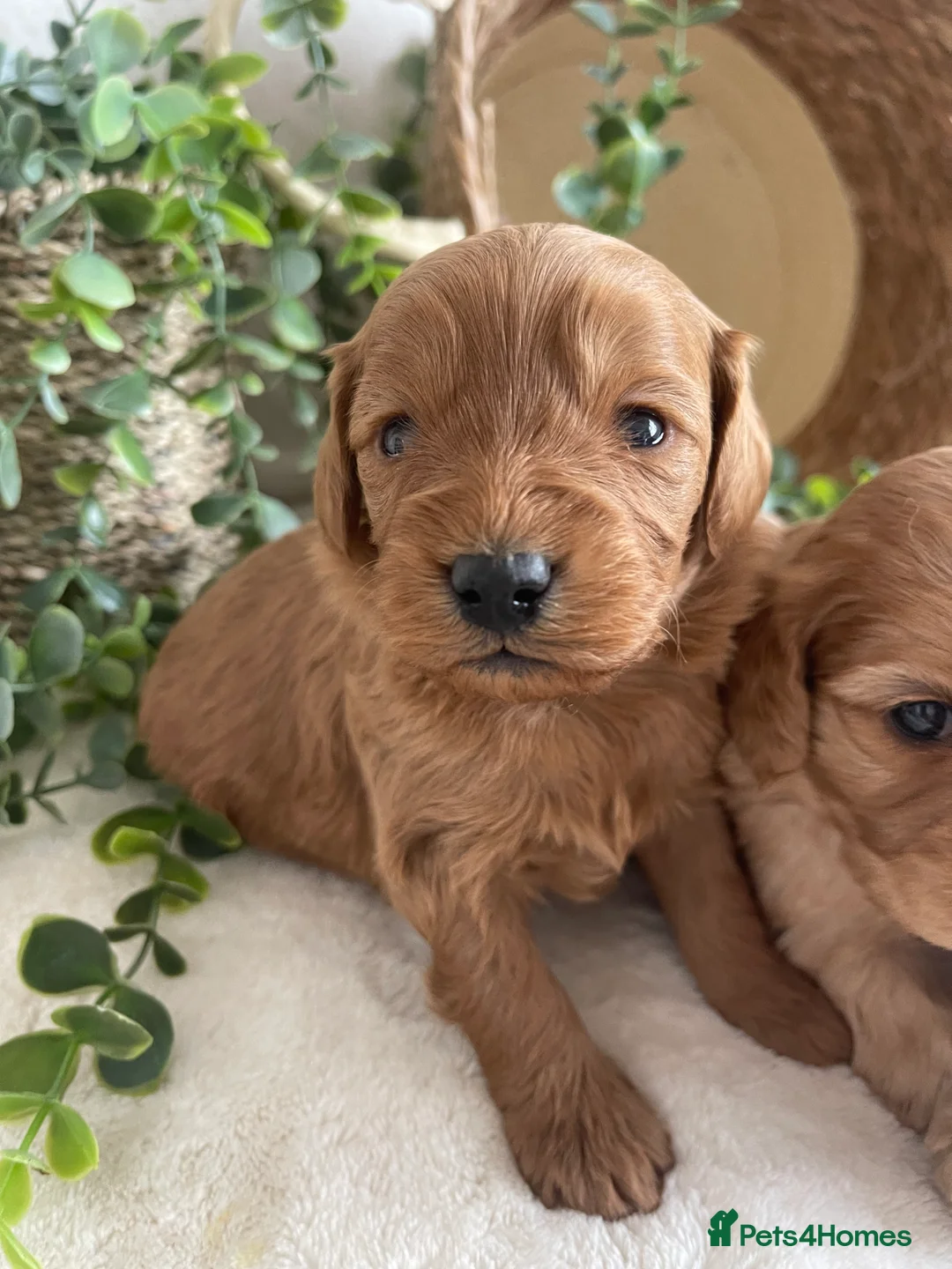 Cavapoo dogs for sale: STUNNING DNA TESTED CAVAPOOS - Advert 1