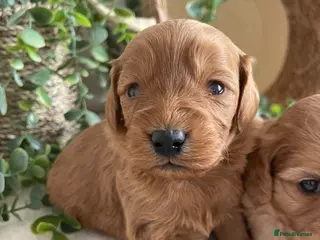 Cavapoo dogs STUNNING DNA TESTED CAVAPOOS - Advert 14