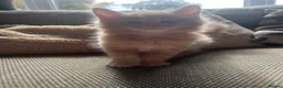 Maine Coon cats for sale: Mainecoon Kittens, ready 08/28! - Advert 35