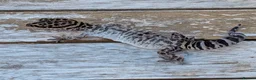 Gecko reptiles for sale: Bawangling Pair of Cave Geckos in Cheltenham - Advert 7