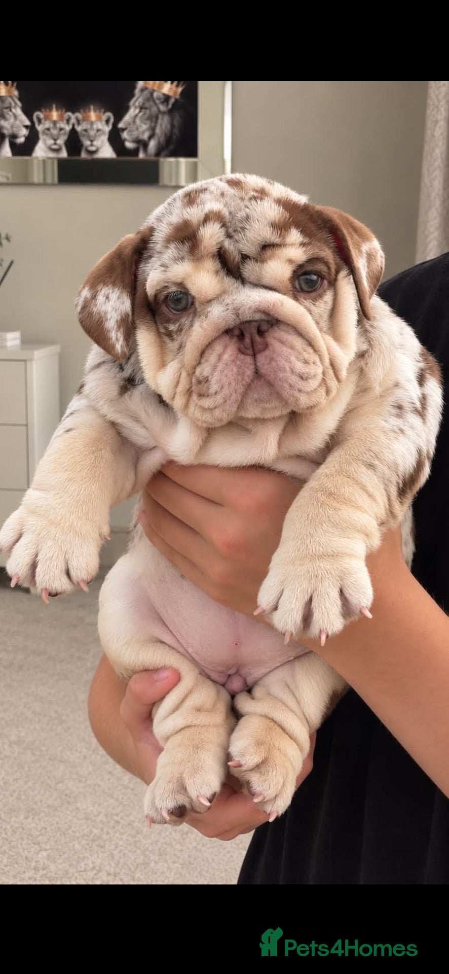 English Bulldog dogs Chocolate Merle girl outstanding bloodlines  - Advert 9
