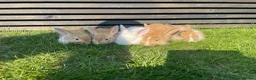 Mixed Breed rabbits for sale: Child friendly Mixed breed rabbits  - Advert 7
