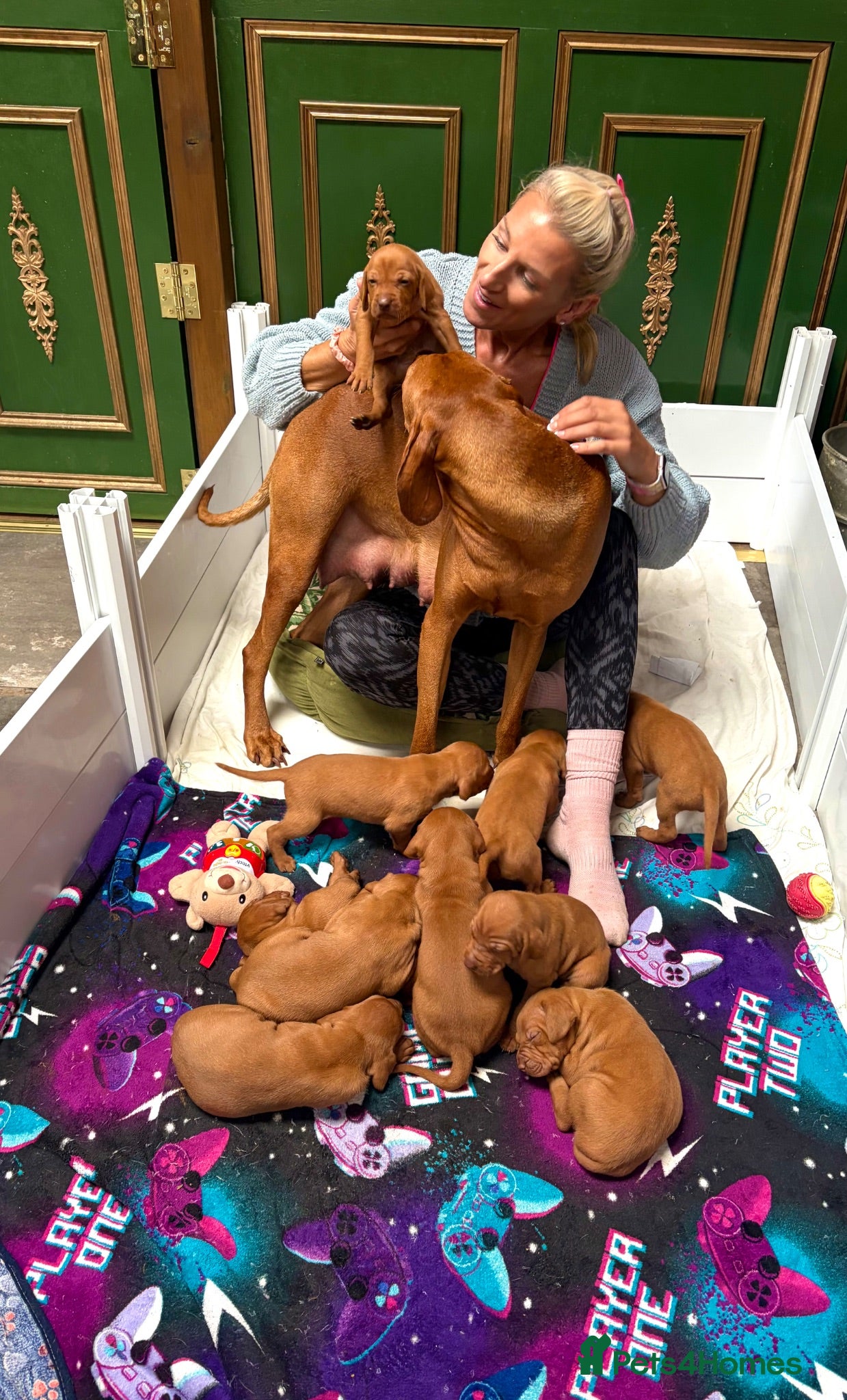 Hungarian Vizsla dogs Viewings are a must. KC REG Hungarian Vizslas. ❤️ - Advert 18