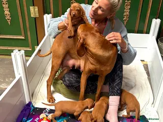 Hungarian Vizsla dogs Deposits being taken.kC REG Hungarian Vizslas. ❤️ - Advert 2