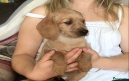 Hungarian Vizsla dogs for sale: VIZSIPOO puppies, Vizsla x Miniature Poodle - Image 11