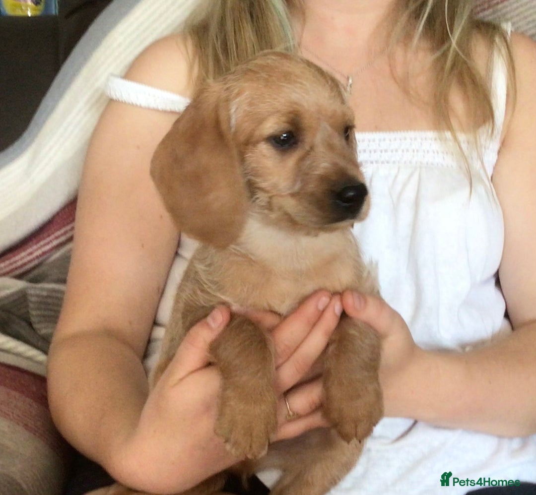 Hungarian Vizsla dogs for sale: VIZSIPOO puppies, Vizsla x Miniature Poodle - Image 11
