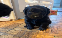 Mixed Breed dogs for sale: Beautiful Girl and Boy Cockadors  - Image 1