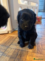 Mixed Breed dogs Beautiful Girl and Boy Cockadors - Advert 10