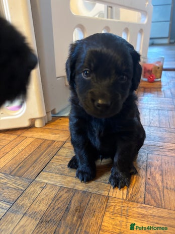 Mixed Breed dogs - Advert 1