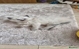 Ragdoll cats for sale: 🐾 Gorgeous Ragdoll Kittens.Ready 22nd December 🐾 - Image 20