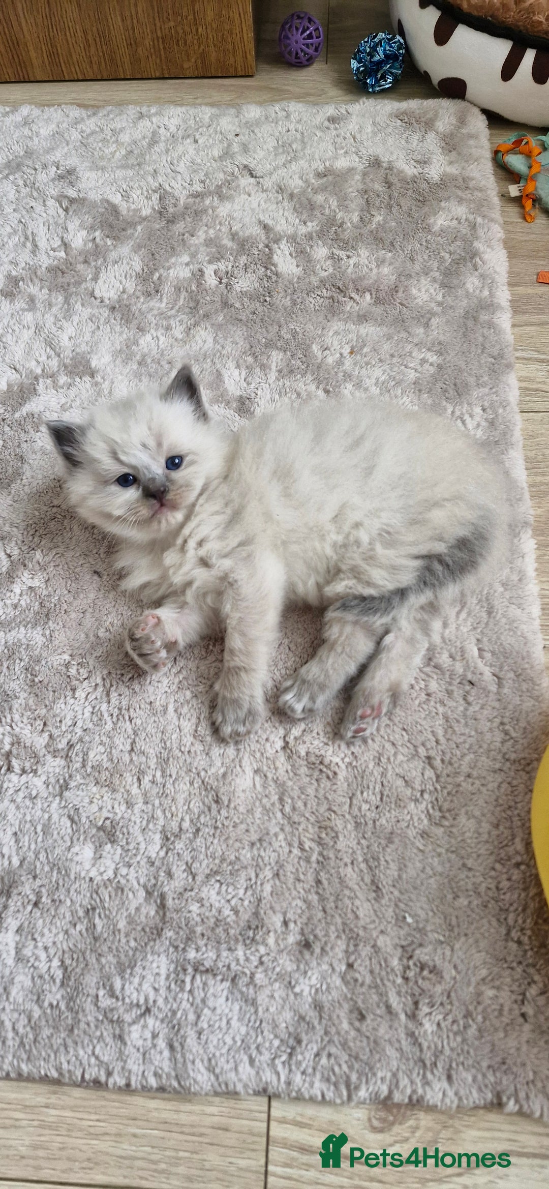Ragdoll cats for sale: 🐾 Gorgeous Ragdoll Kittens.Ready 22nd December 🐾 - Image 20
