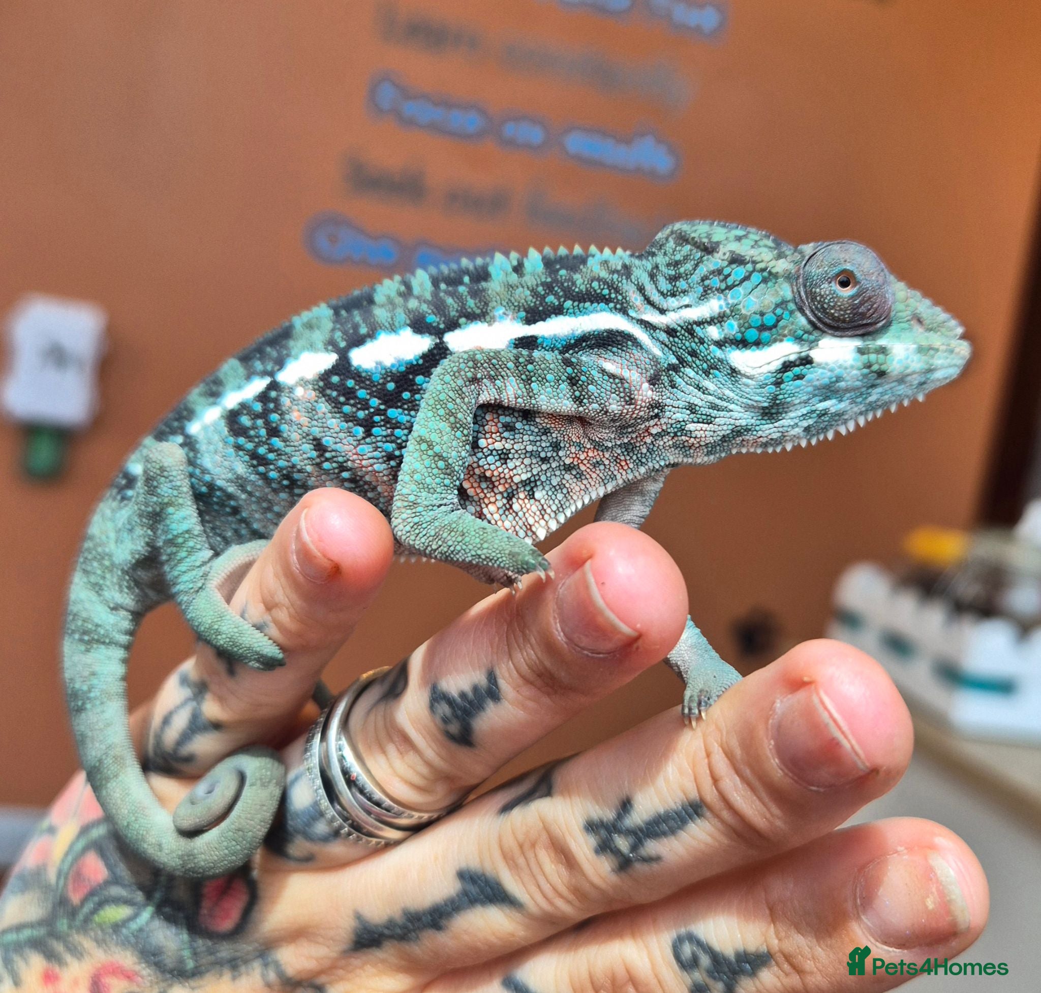 Chameleon reptiles Panther chameleons for sale.  - Advert 2