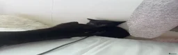 Mixed Breed cats for sale: 5 kittens  in Worcester - Advert 10