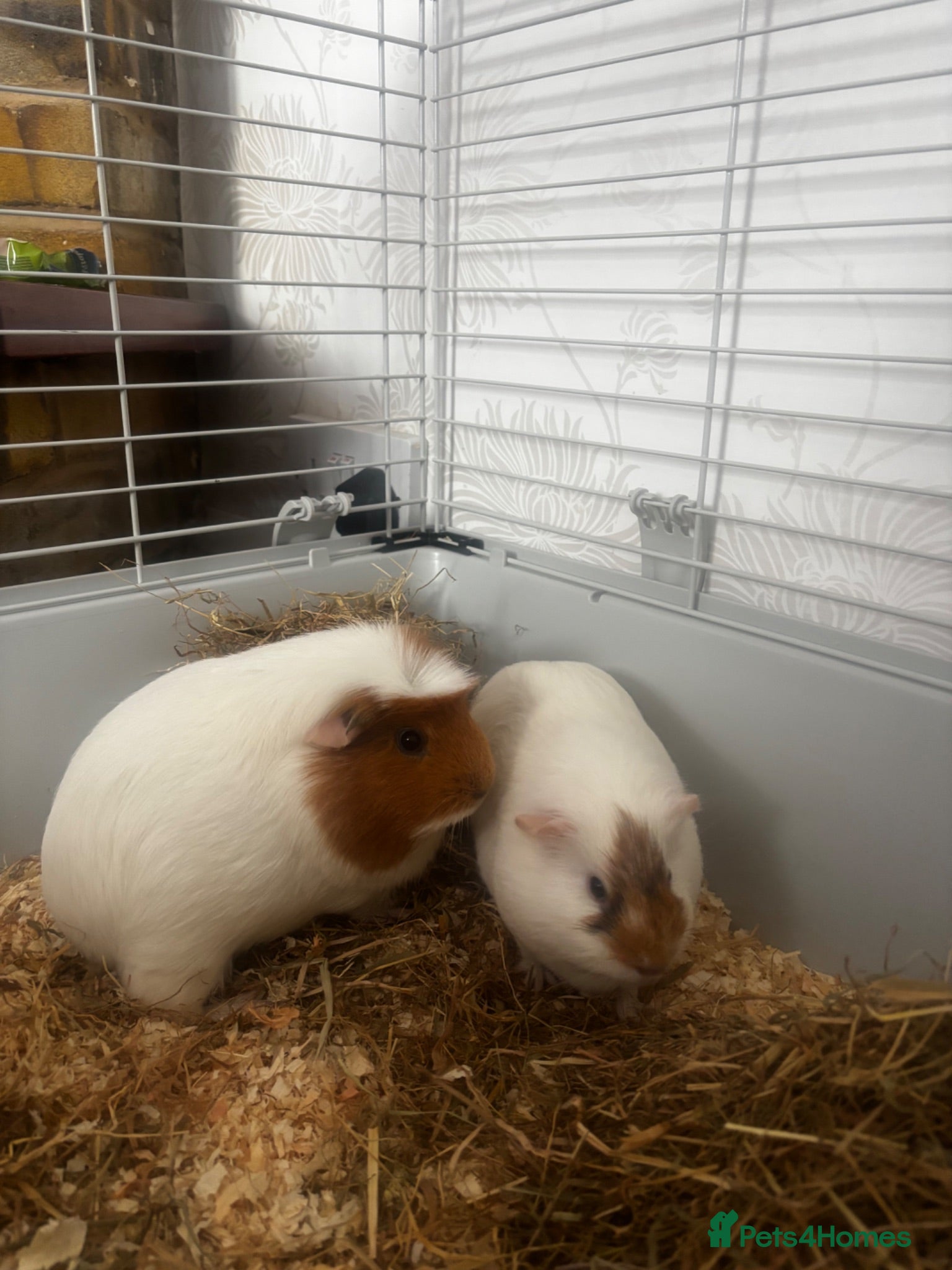 Guinea Pig rodents Pair of female guinea for sale - Advert 2