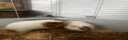 Guinea Pig rodents for sale: Pair of female Guinea Pigs for sale - Advert 1