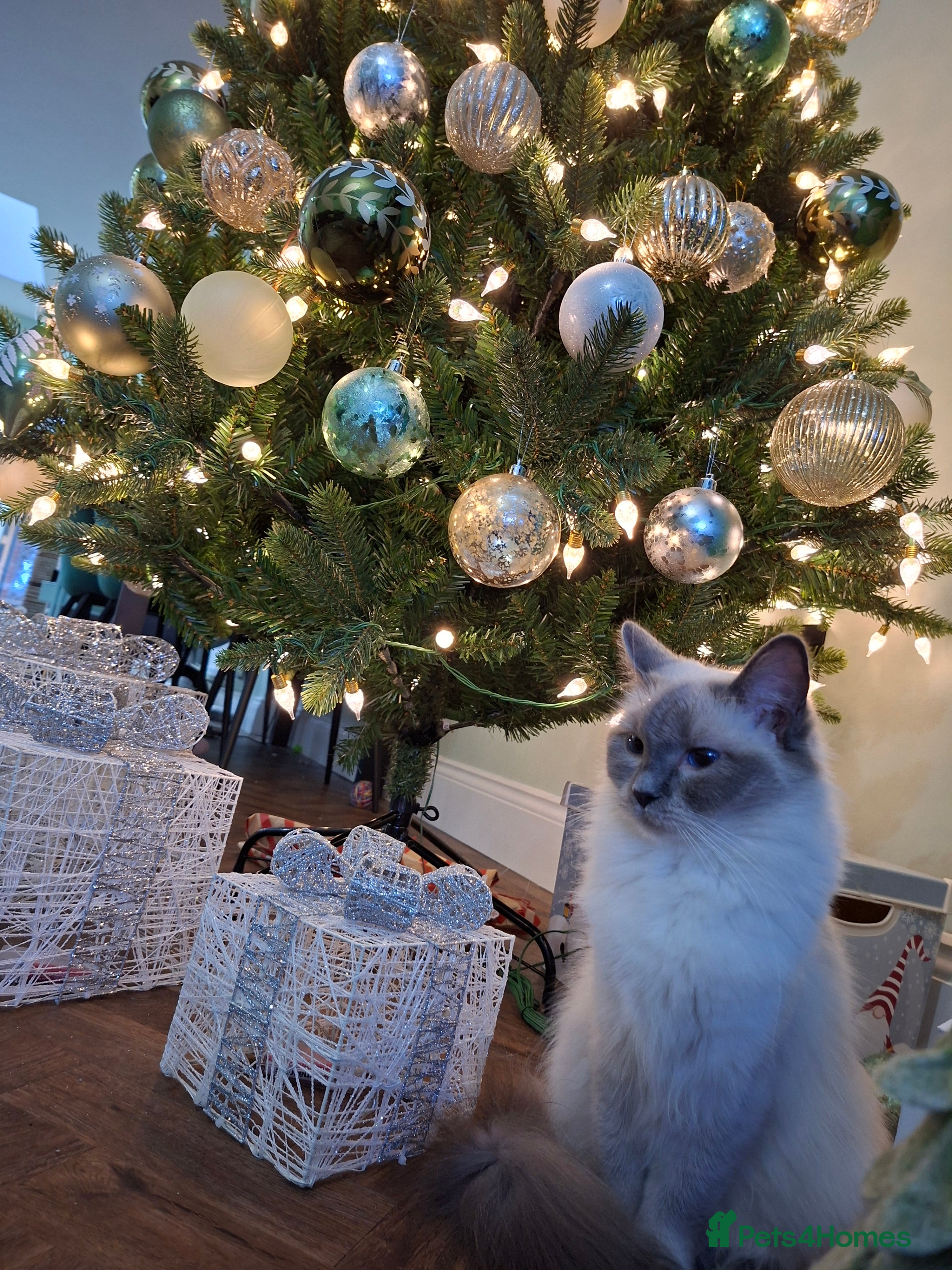 Ragdoll cats Beautiful ragdoll kittens - Advert 12