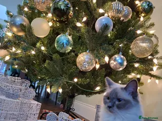 Ragdoll cats Beautiful ragdoll kittens - Advert 12