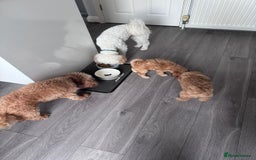 Toy Poodle dogs for sale: Beautiful Toy Poodle Puppy - Advert 7