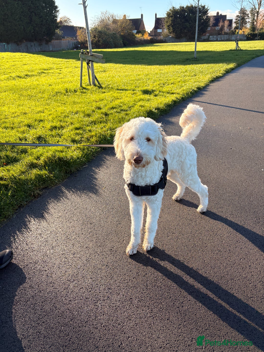 Labradoodle dogs for sale: Male Labradoodle - Advert 2