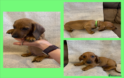 Dachshund dogs for sale: Standard dachshund puppies in Crawley - Image 13