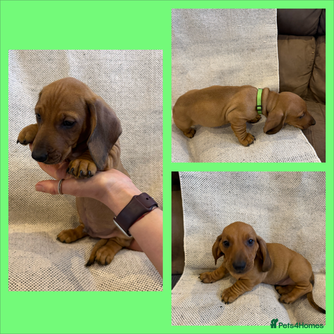 Dachshund dogs for sale: Standard dachshund puppies in Crawley - Image 13