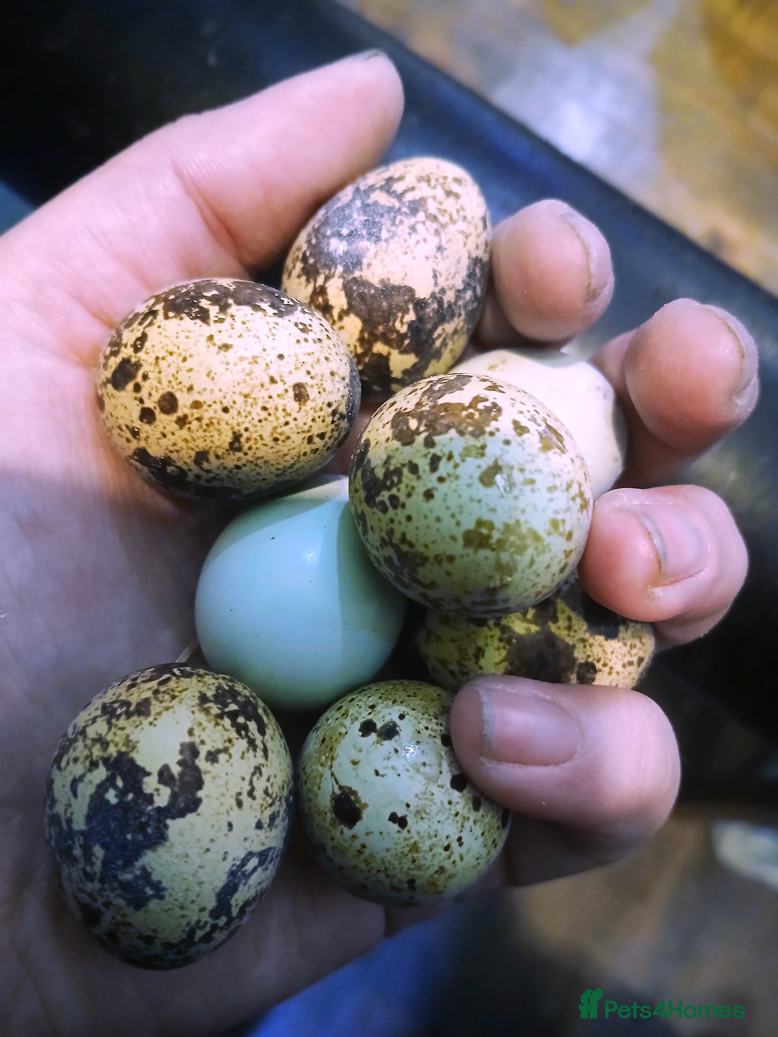 Quail poultry Coturnix (Japanese) Quail & Hatching Eggs - Advert 1