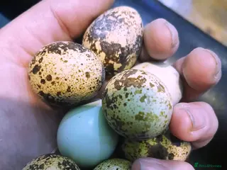 Quail poultry for sale: Coturnix (Japanese) Quail & Hatching Eggs - Advert 4