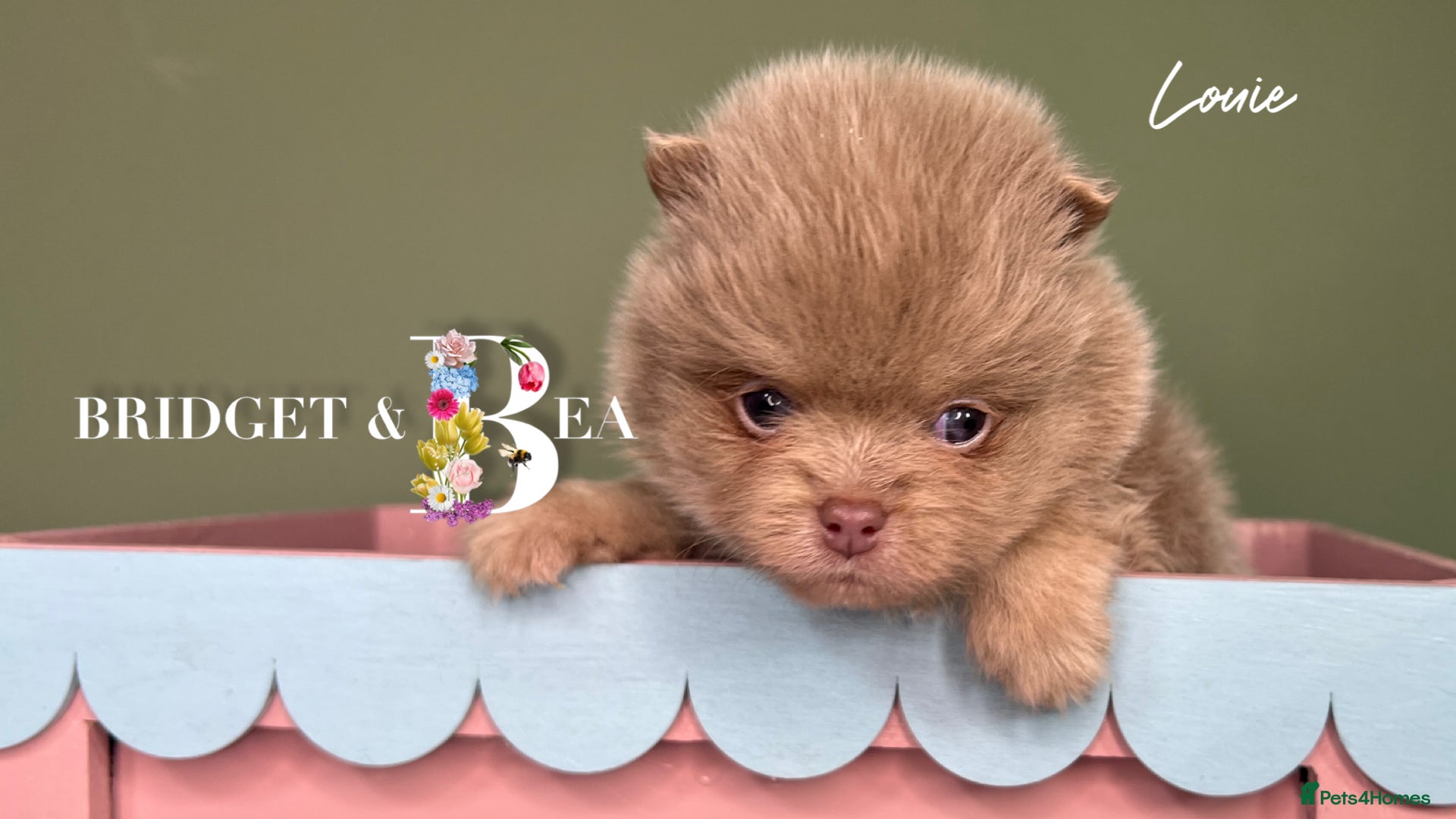 Pomeranian dogs 💛PUPPIES ARRIVED 💛 - Advert 13