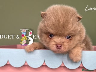 Pomeranian dogs 💛PUPPIES ARRIVED 💛 - Advert 13