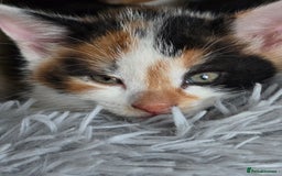 Mixed Breed cats for sale: 4 gorgeous kittens ready to find their new homes - Image 5