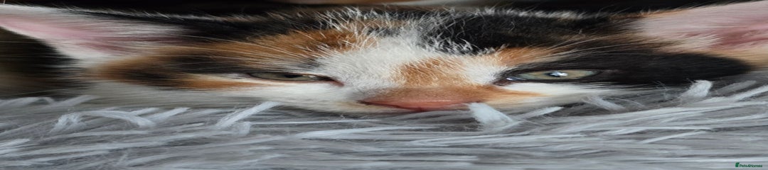 Mixed Breed Kitten 4