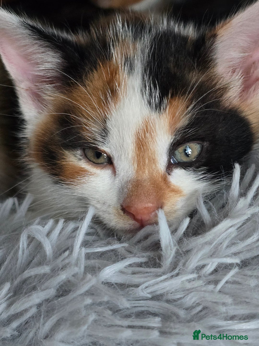 Mixed Breed cats for sale: 4 gorgeous kittens ready to find their new homes - Image 5