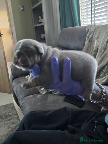 French Bulldog dogs - Advert 4