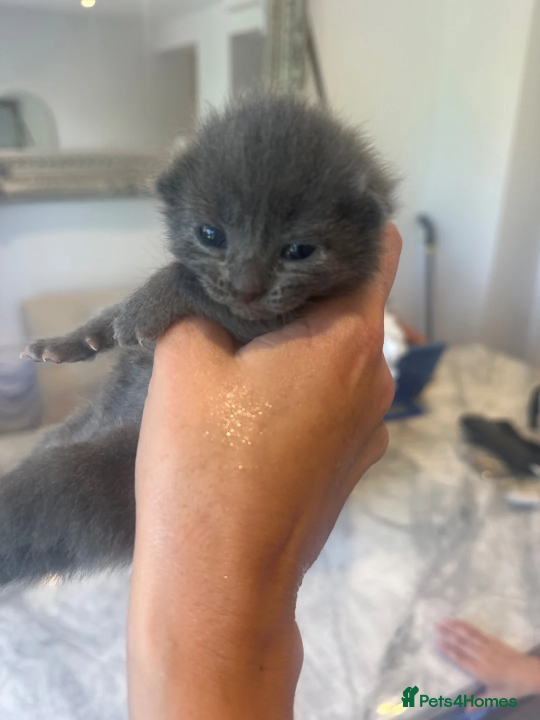British Shorthair cats for sale: Baby British blue kittens 3 male 1 female  - Advert 7