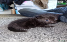 Mixed Breed cats for sale: Two black kittens ready to go now  - Image 10