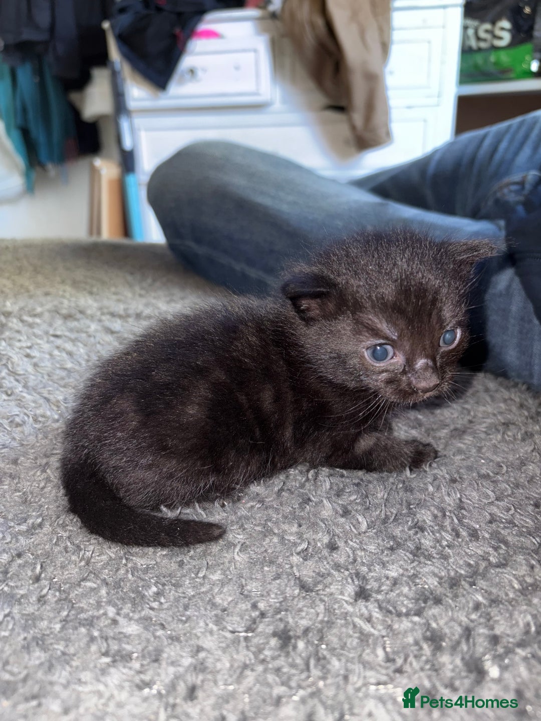 Mixed Breed cats for sale: Two black kittens ready to go now  - Image 10