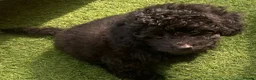 Cavapoo dogs for sale: Beautiful Black F1b Cavapoo Girl DNA tested lines - Advert 6