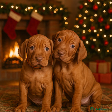 Hungarian Vizsla dogs 🏆🇭🇺 KC Registered Hungarian Vizsla Pups - Advert 2