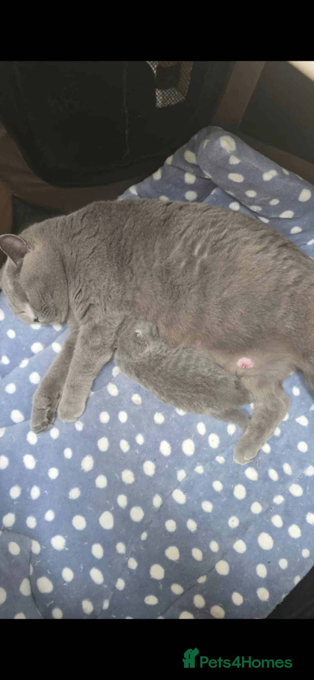 British Shorthair cats for sale: Gorgeous Cute British Short Hair Kittens - Advert 23