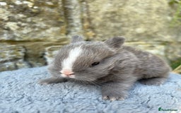 Netherland Dwarf rabbits for sale: Sweet Netherland Dwarf bunnies  - Image 5