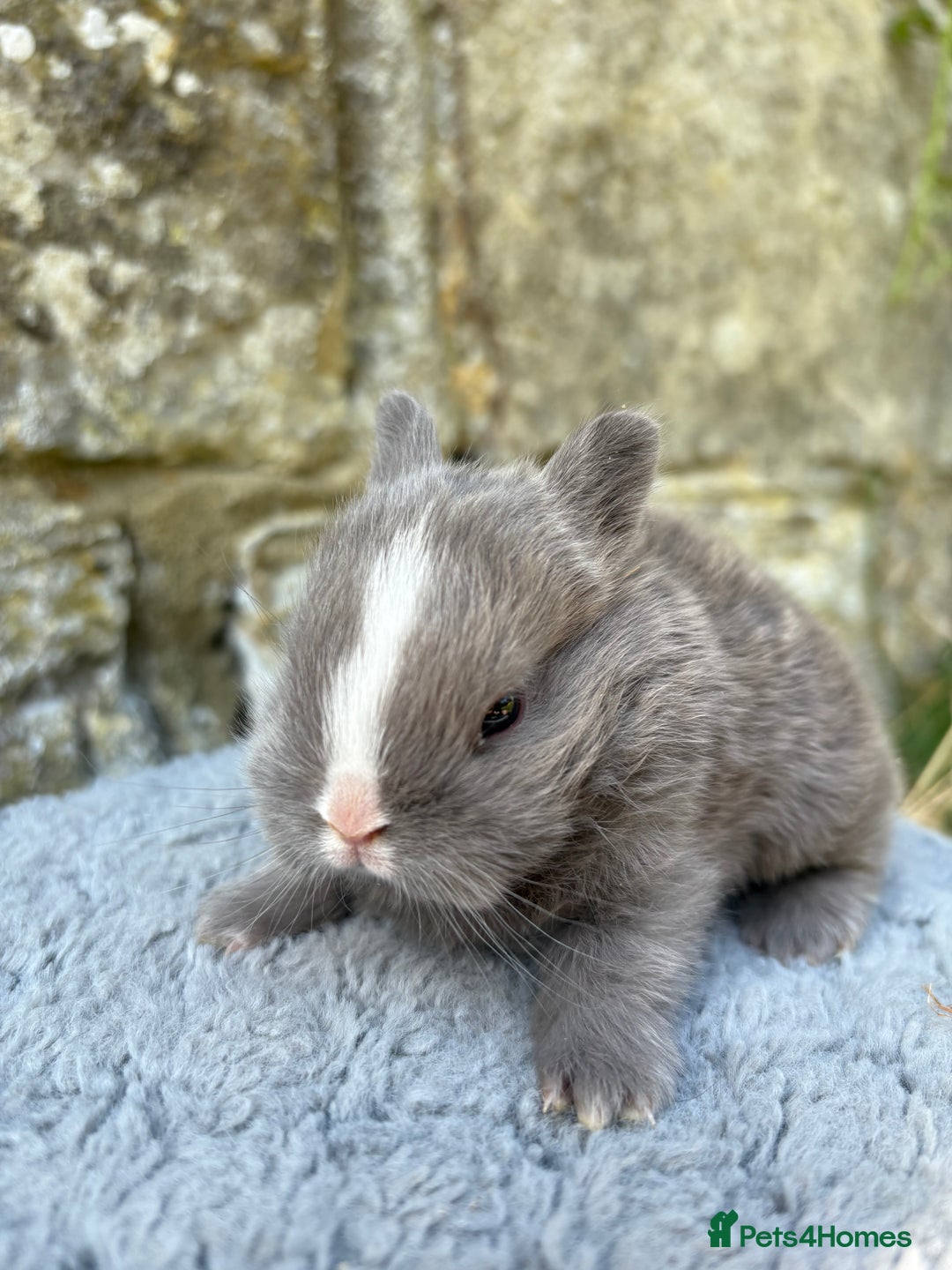 Netherland Dwarf rabbits for sale: Sweet Netherland Dwarf bunnies  - Image 5