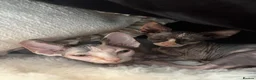 Sphynx cats for sale: darla and doris - Advert 5
