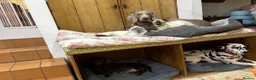 Siamese cats for sale: Pedigree quality kittens  in Longhope - Advert 11