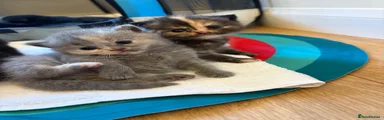 British Shorthair 2