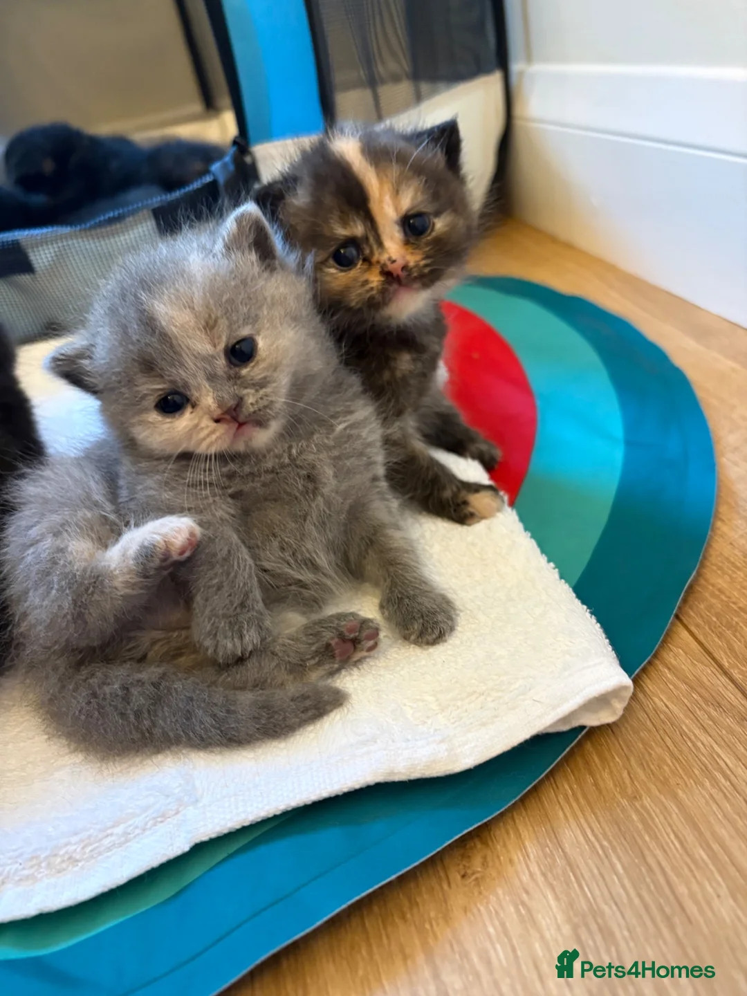 British Shorthair cats for sale: 7 beautiful gccf reg -British short hair kittens  - Advert 20